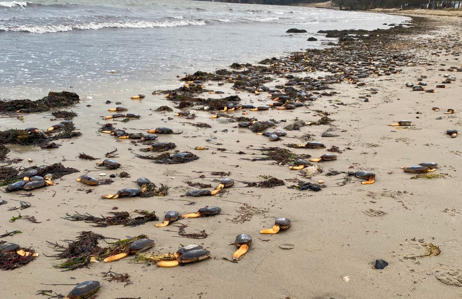 A Dorset beach looked like a scene from Stranger Things after hundreds of rare otter shell clams were washed ashore by storms, leaving locals stunned at the eerie sight