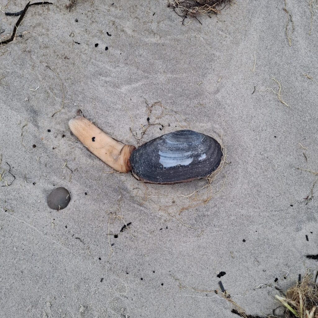 A Dorset beach looked like a scene from Stranger Things after hundreds of rare otter shell clams were washed ashore by storms, leaving locals stunned at the eerie sight