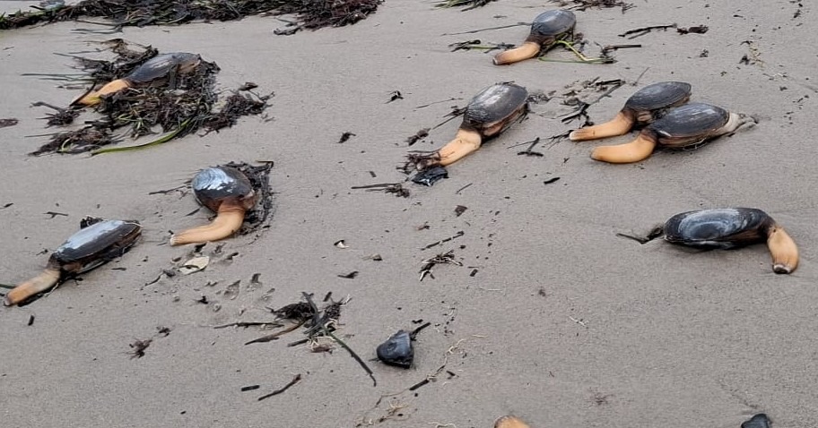 A Dorset beach looked like a scene from Stranger Things after hundreds of rare otter shell clams were washed ashore by storms, leaving locals stunned at the eerie sight