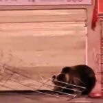 Two clever bears broke into a restaurant in Tibet, China, by lifting a security shutter - and the owner only found out after the video went viral on social media. Here's what happened.