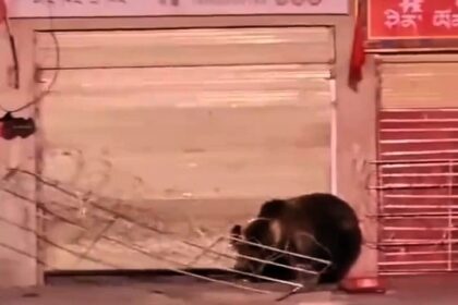 Two clever bears broke into a restaurant in Tibet, China, by lifting a security shutter - and the owner only found out after the video went viral on social media. Here's what happened.