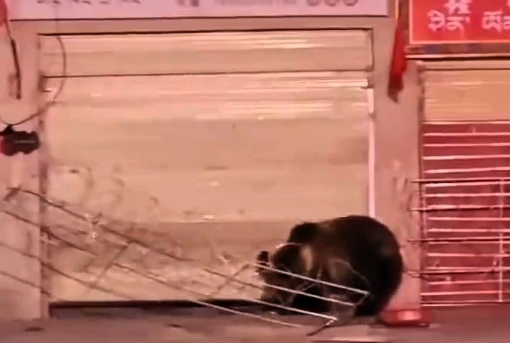 Two clever bears broke into a restaurant in Tibet, China, by lifting a security shutter - and the owner only found out after the video went viral on social media. Here's what happened.