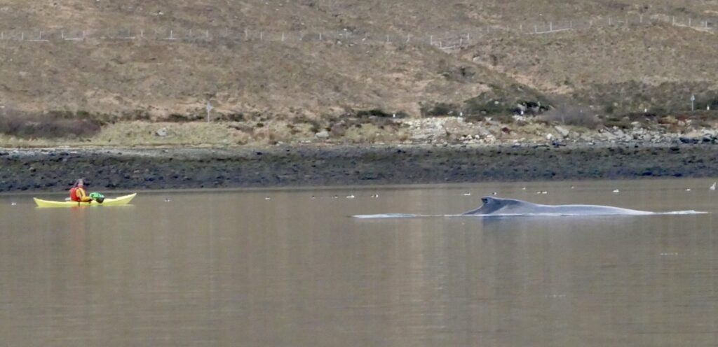 Kayaking couple were left speechless as a huge humpback whale surfaced just metres away in a small Isle of Skye sea loch, creating a rare and breathtaking wildlife moment.