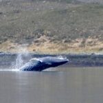 Kayaking couple were left speechless as a huge humpback whale surfaced just metres away in a small Isle of Skye sea loch, creating a rare and breathtaking wildlife moment.