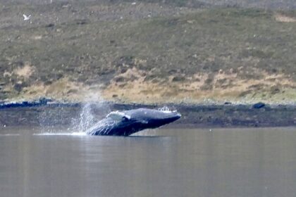 Kayaking couple were left speechless as a huge humpback whale surfaced just metres away in a small Isle of Skye sea loch, creating a rare and breathtaking wildlife moment.
