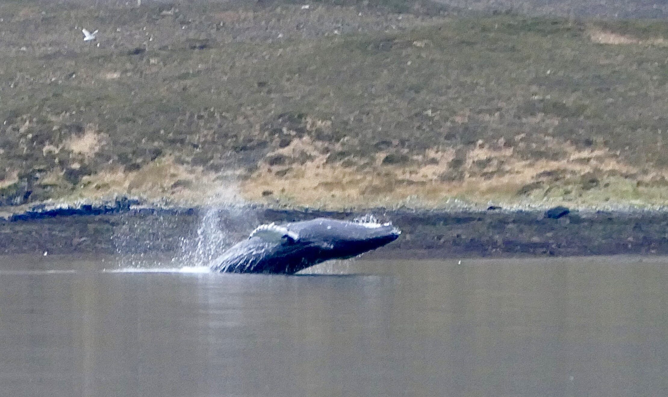 Kayaking couple were left speechless as a huge humpback whale surfaced just metres away in a small Isle of Skye sea loch, creating a rare and breathtaking wildlife moment.