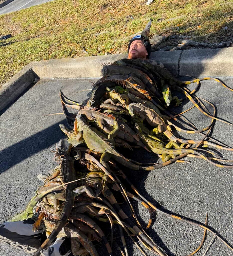 Influencer shocks viewers after covering himself with 100 iguanas to create a bizarre “iguana blanket” in a Florida car park, racking up millions of views online