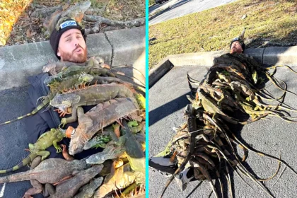 Influencer shocks viewers after covering himself with 100 iguanas to create a bizarre “iguana blanket” in a Florida car park, racking up millions of views online