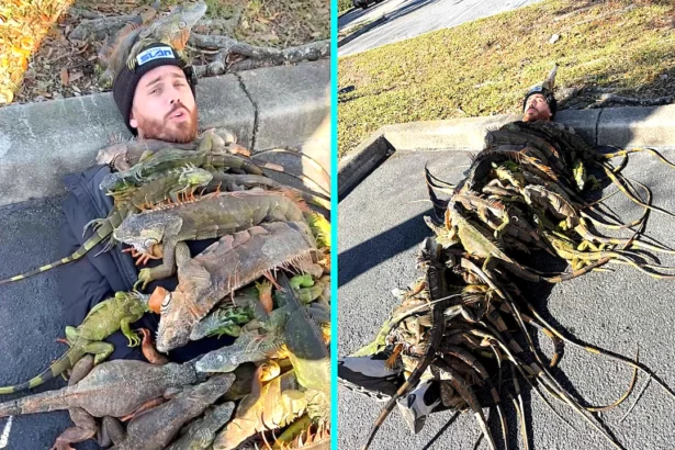 Influencer shocks viewers after covering himself with 100 iguanas to create a bizarre “iguana blanket” in a Florida car park, racking up millions of views online