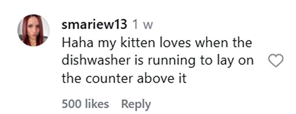 Social media comment on the post of Cat caught snuggling on warm stove top after owners bake pizza in freezing -13C weather. Bear the cat finds the perfect toasty spot to curl up in Kansas City home.