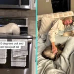 Cat caught snuggling on warm stove top after owners bake pizza in freezing -13C weather. Bear the cat finds the perfect toasty spot to curl up in Kansas City home.