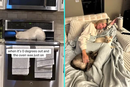 Cat caught snuggling on warm stove top after owners bake pizza in freezing -13C weather. Bear the cat finds the perfect toasty spot to curl up in Kansas City home.