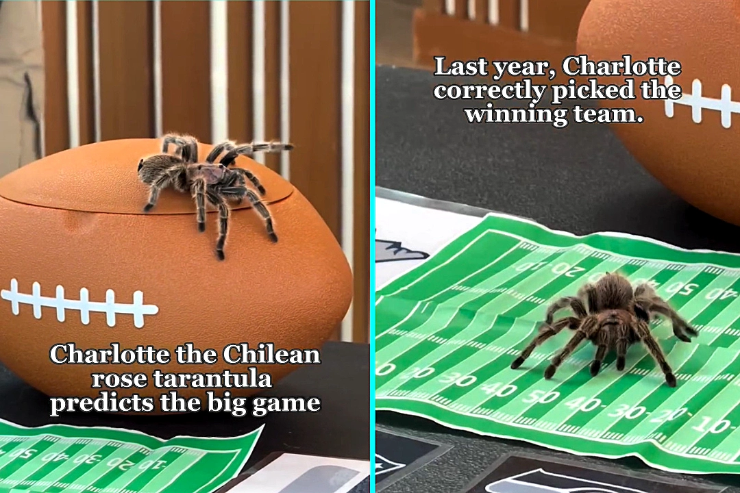 A mystic tarantula wowed fans after correctly predicting the Super Bowl winner for the second year running, crawling to the Seahawks logo days before their big win
