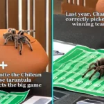 A mystic tarantula wowed fans after correctly predicting the Super Bowl winner for the second year running, crawling to the Seahawks logo days before their big win