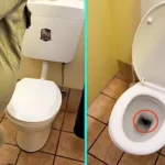 Park rangers discovered a carpet python lurking in a toilet bowl at an Australian national park. The viral video showing the snake in the loo gained 390,000 views.