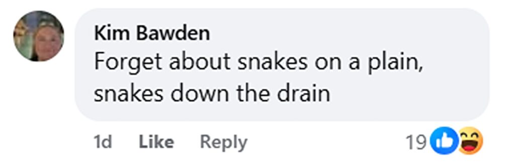 Social media comment on the post of Park rangers discovered a carpet python lurking in a toilet bowl at an Australian national park. The viral video showing the snake in the loo gained 390,000 views.