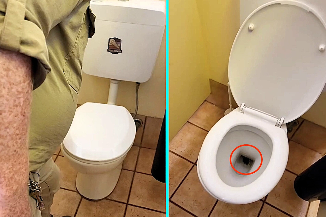 Park rangers discovered a carpet python lurking in a toilet bowl at an Australian national park. The viral video showing the snake in the loo gained 390,000 views.