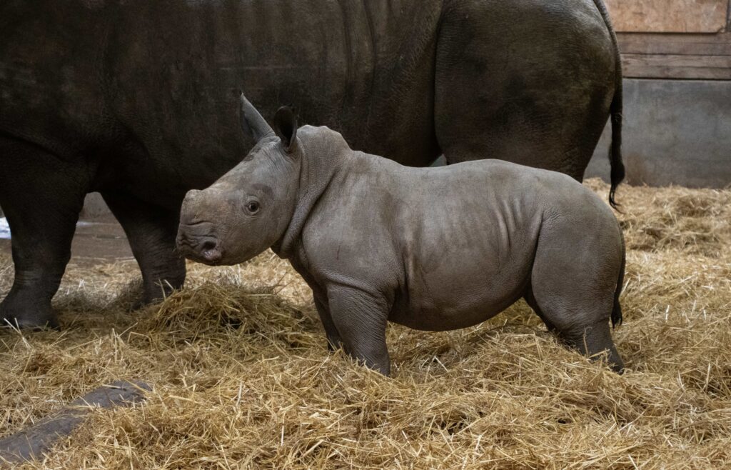 A rare southern white rhino calf named Stanley has been born at Knowsley Safari, boosting vital conservation efforts for one of the world’s biggest land mammals.
