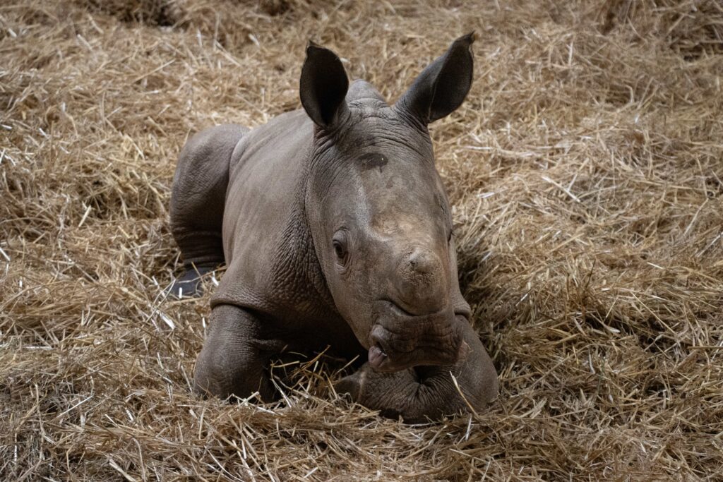 A rare southern white rhino calf named Stanley has been born at Knowsley Safari, boosting vital conservation efforts for one of the world’s biggest land mammals.