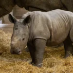 A rare southern white rhino calf named Stanley has been born at Knowsley Safari, boosting vital conservation efforts for one of the world’s biggest land mammals.