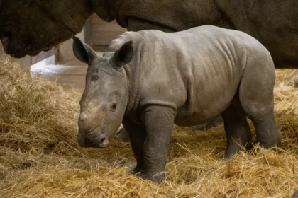 A rare southern white rhino calf named Stanley has been born at Knowsley Safari, boosting vital conservation efforts for one of the world’s biggest land mammals.