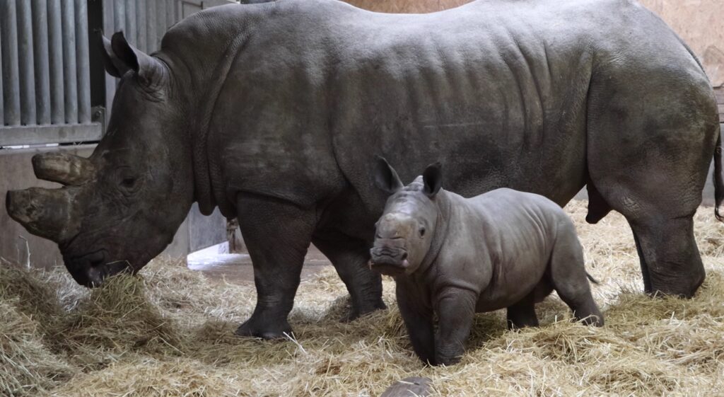 A rare southern white rhino calf named Stanley has been born at Knowsley Safari, boosting vital conservation efforts for one of the world’s biggest land mammals.