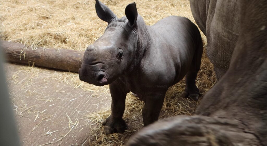 A rare southern white rhino calf named Stanley has been born at Knowsley Safari, boosting vital conservation efforts for one of the world’s biggest land mammals.