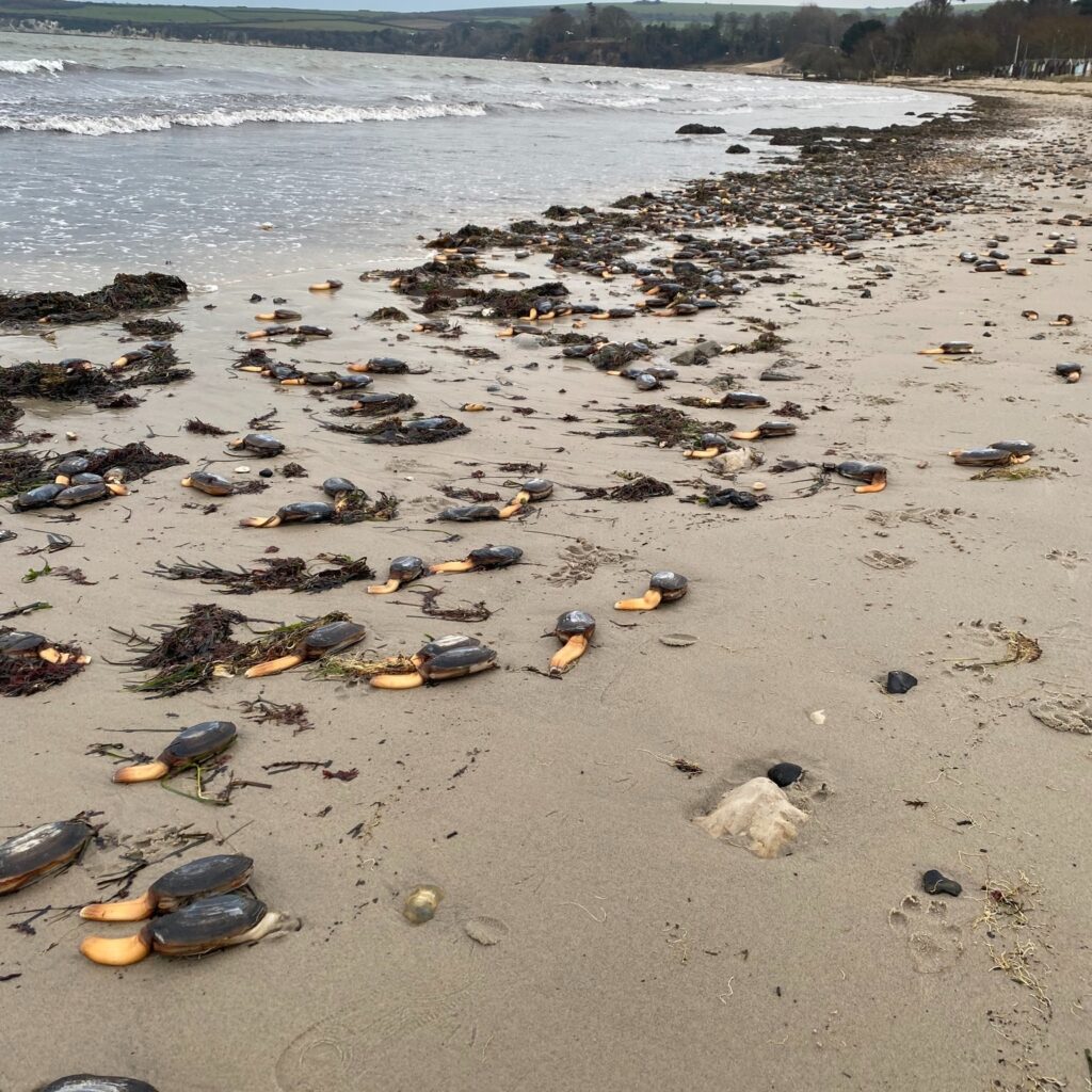 Hundreds of thousands of razor sharp clams washed up along a Lincolnshire beach after storms, carpeting the shoreline and leaving locals stunned by the eerie crunch underfoot