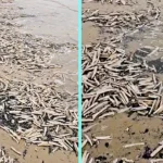 Hundreds of thousands of razor sharp clams washed up along a Lincolnshire beach after storms, carpeting the shoreline and leaving locals stunned by the eerie crunch underfoot