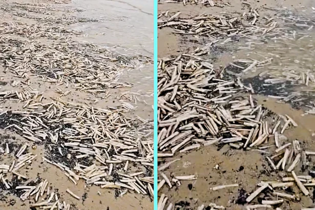 Hundreds of thousands of razor sharp clams washed up along a Lincolnshire beach after storms, carpeting the shoreline and leaving locals stunned by the eerie crunch underfoot
