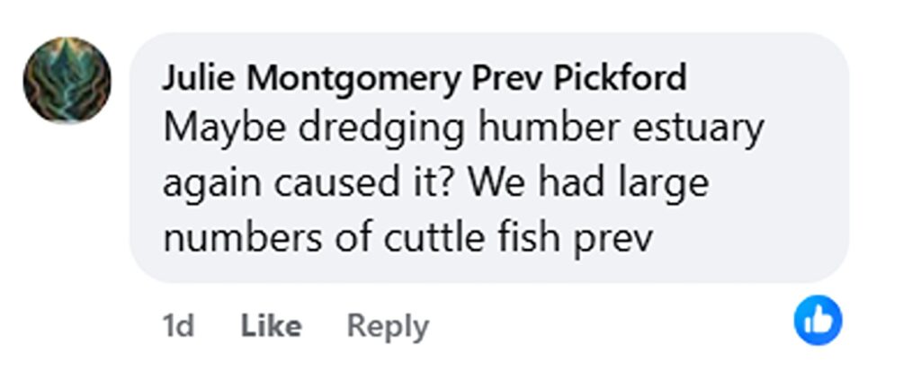 Hundreds of thousands of razor sharp clams washed up along a Lincolnshire beach after storms, carpeting the shoreline and leaving locals stunned by the eerie crunch underfoot