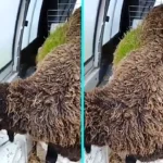 Shepherd Martín stunned as sheep Juani and Careta grow thick green grass in wool after heavy rain. Hay seeds from feeding trough sprouted in damp fleece in Mijares, Ávila.