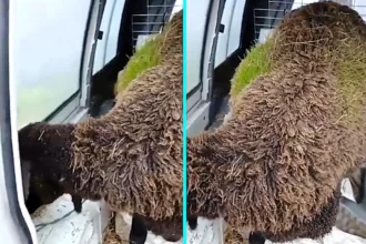 Shepherd Martín stunned as sheep Juani and Careta grow thick green grass in wool after heavy rain. Hay seeds from feeding trough sprouted in damp fleece in Mijares, Ávila.