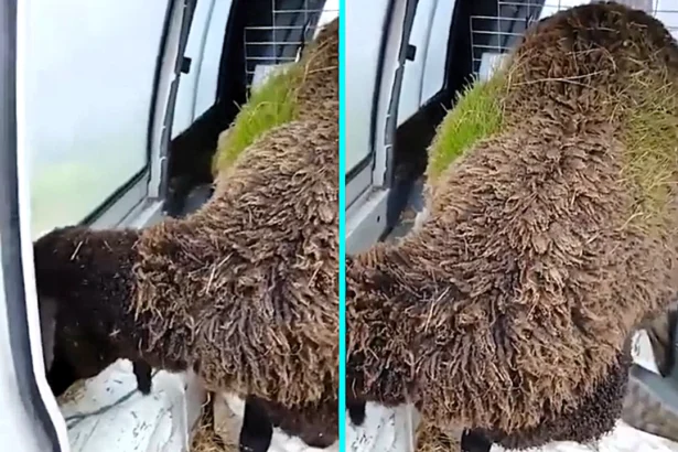 Shepherd Martín stunned as sheep Juani and Careta grow thick green grass in wool after heavy rain. Hay seeds from feeding trough sprouted in damp fleece in Mijares, Ávila.