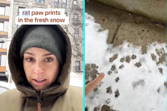 A New York woman was stunned after spotting a snowy rat highway outside her home, sharing viral footage of thousands of tiny paw prints across the city streets