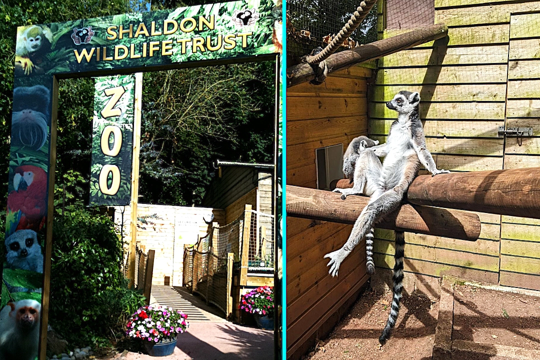 Zoo sells personalized Valentine's poo photos for £10 where scorned lovers can pick which animal's dung represents their ex. Meerkat or lemur manure. Conservation fundraiser.