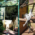 Zoo sells personalized Valentine's poo photos for £10 where scorned lovers can pick which animal's dung represents their ex. Meerkat or lemur manure. Conservation fundraiser.