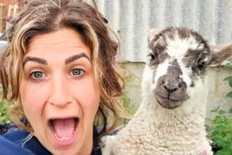 Mum Laura Niblett's sheep Mirabelle ate internet cable stopping kids doing homework. Mobile farm animals cause constant chaos in Gloucestershire. 72,000 views.