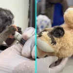 A rescued baby monkey melts hearts cuddling a soft toy for comfort after being found alone on a road in Colombia - with experts now hoping to return him to the wild.