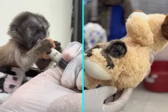 A rescued baby monkey melts hearts cuddling a soft toy for comfort after being found alone on a road in Colombia - with experts now hoping to return him to the wild.