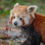 Adorable red panda meets ‘blind date’ at zoo as keepers hope rare pair will help save endangered species. Heartwarming conservation effort brings hope for future cubs.