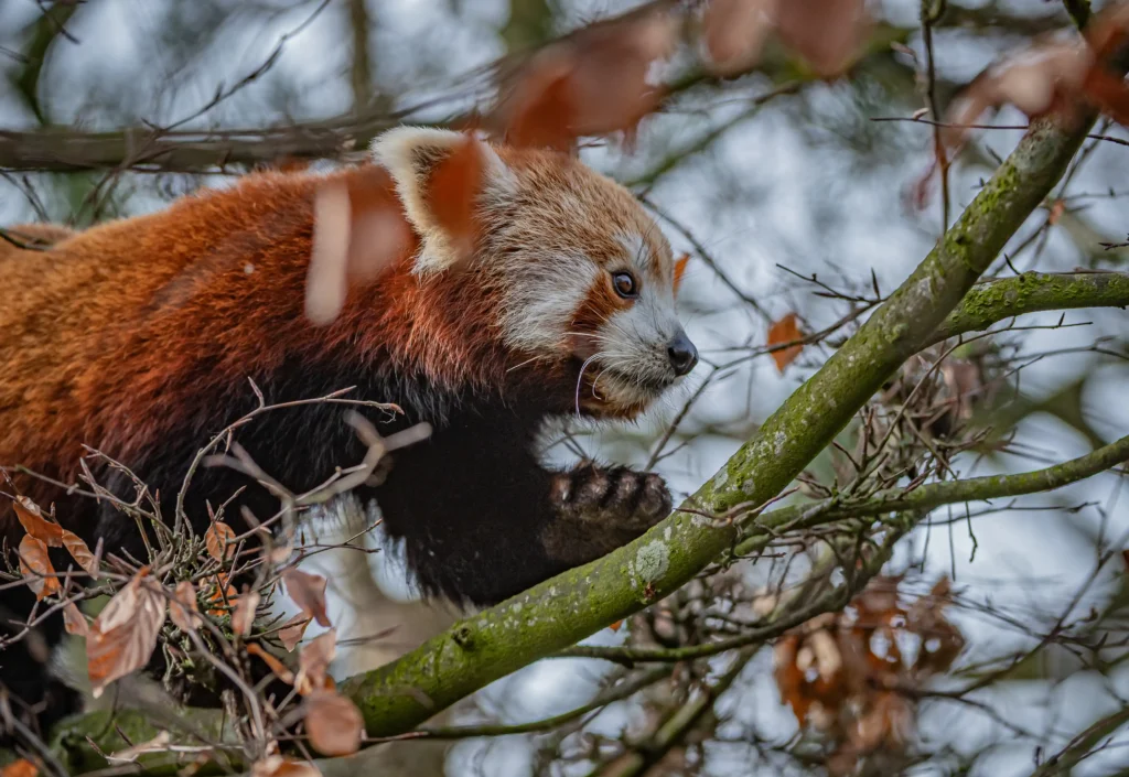 Adorable red panda meets ‘blind date’ at zoo as keepers hope rare pair will help save endangered species. Heartwarming conservation effort brings hope for future cubs.