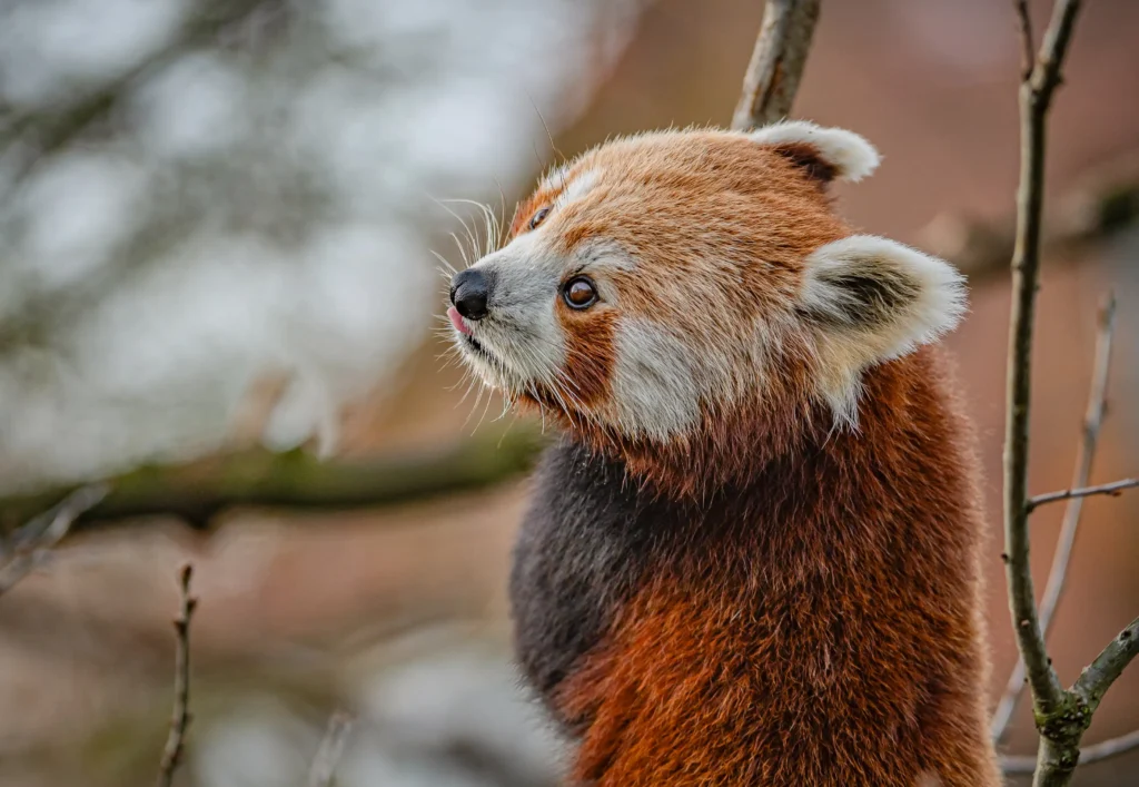 Adorable red panda meets ‘blind date’ at zoo as keepers hope rare pair will help save endangered species. Heartwarming conservation effort brings hope for future cubs.