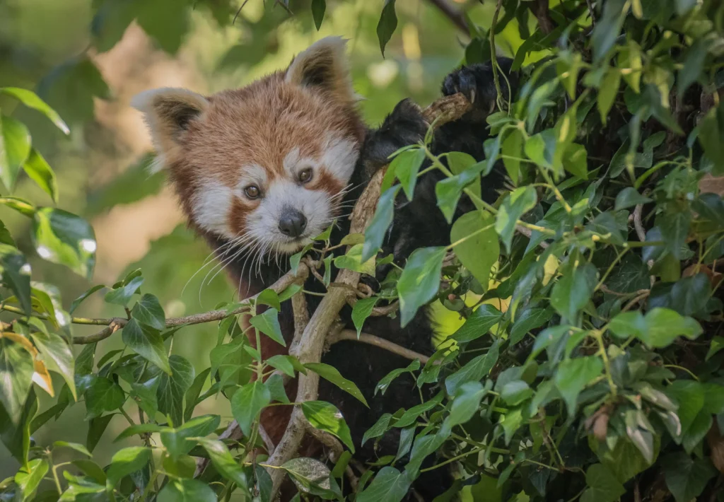 Adorable red panda meets ‘blind date’ at zoo as keepers hope rare pair will help save endangered species. Heartwarming conservation effort brings hope for future cubs.