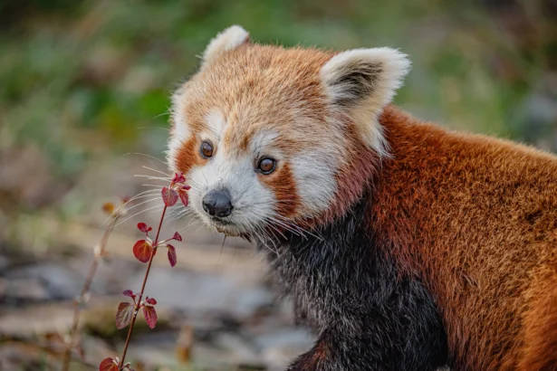 Adorable red panda meets ‘blind date’ at zoo as keepers hope rare pair will help save endangered species. Heartwarming conservation effort brings hope for future cubs.