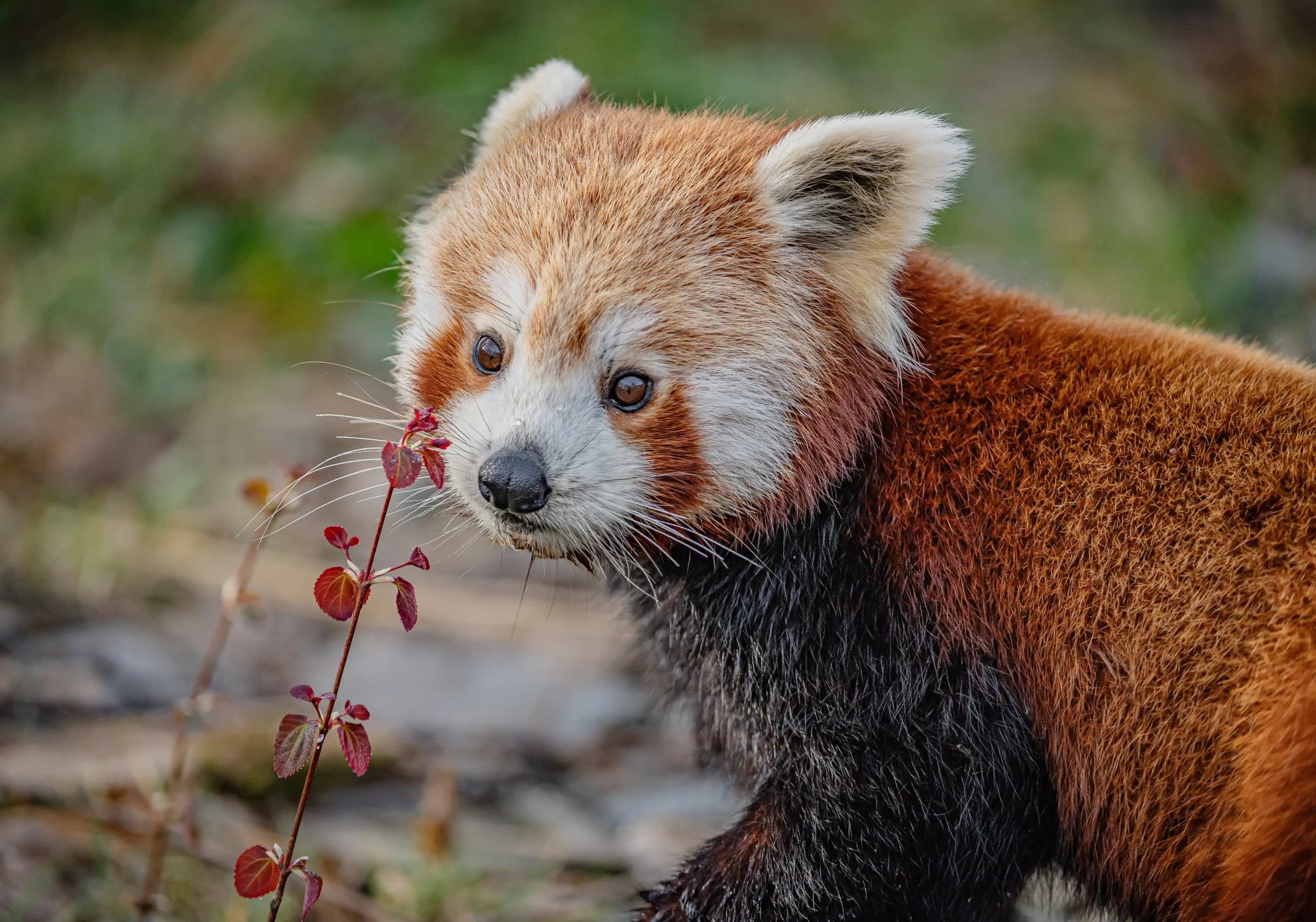 Adorable red panda meets ‘blind date’ at zoo as keepers hope rare pair will help save endangered species. Heartwarming conservation effort brings hope for future cubs.