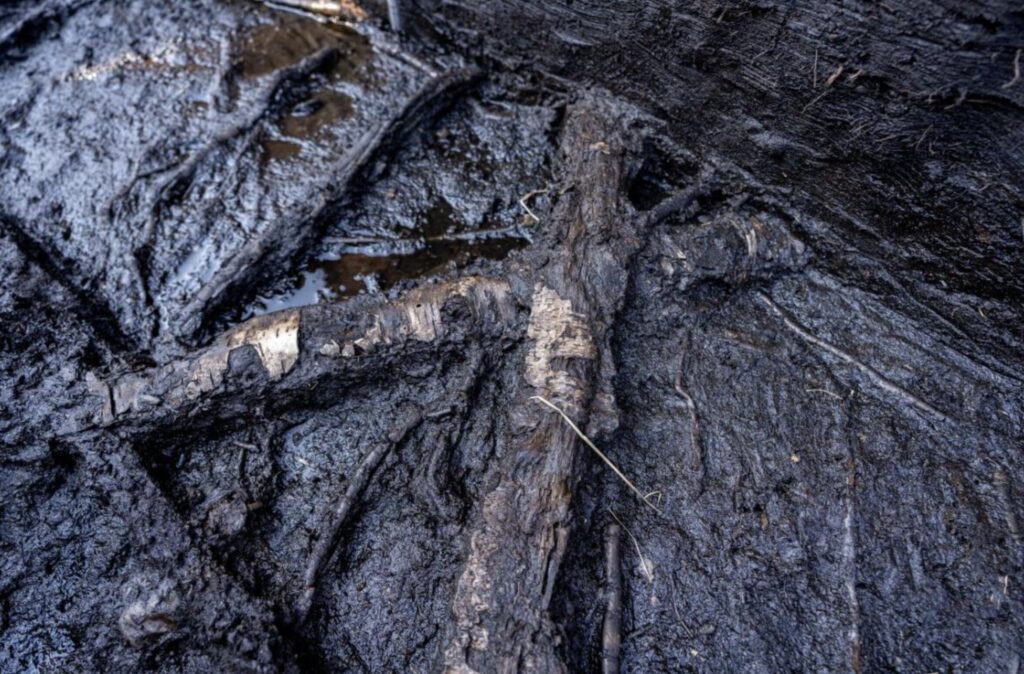 A 6,000-year-old wooden trackway is uncovered beneath peat in Somerset, offering rare insight into Neolithic life, ancient landscapes and early human engineering skills