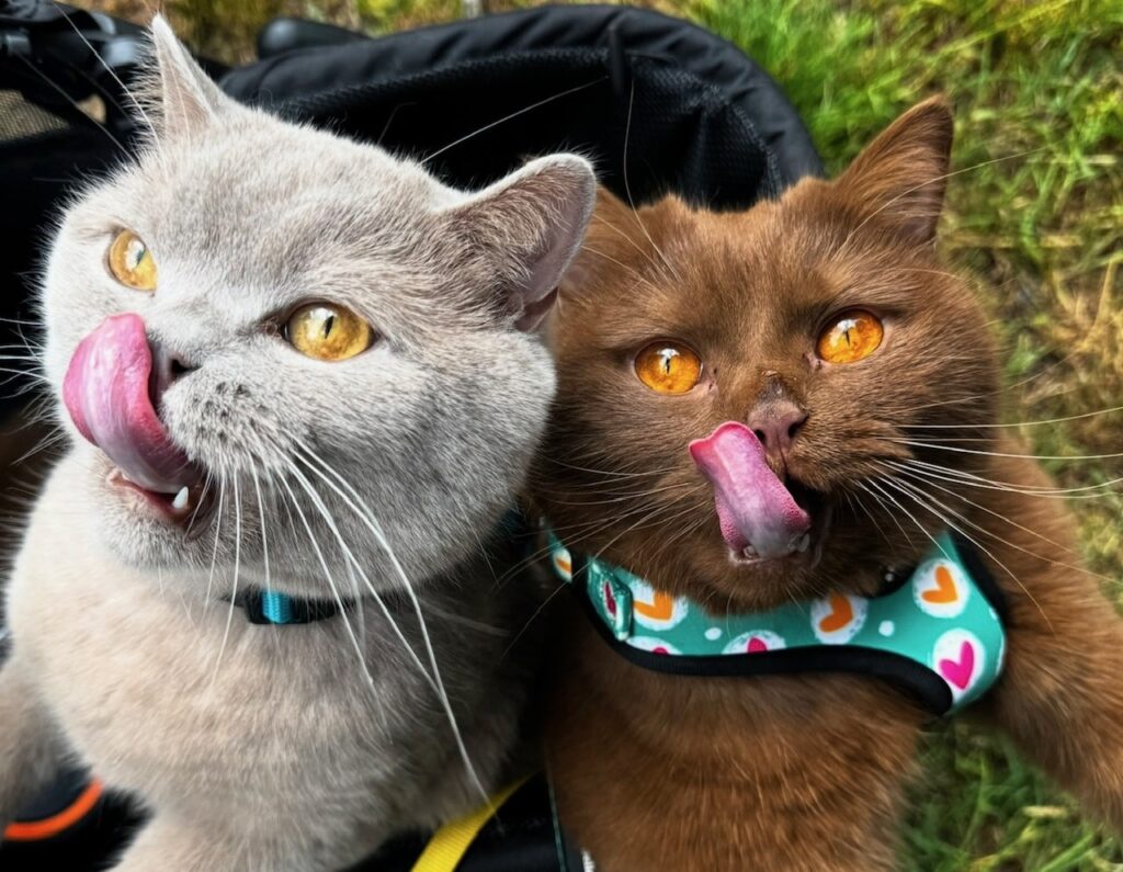 British Shorthair cat Obi with striking orange eyes has gone from needing life-saving surgery to starring in TV adverts and a K-pop music video thanks to his Instagram fame.