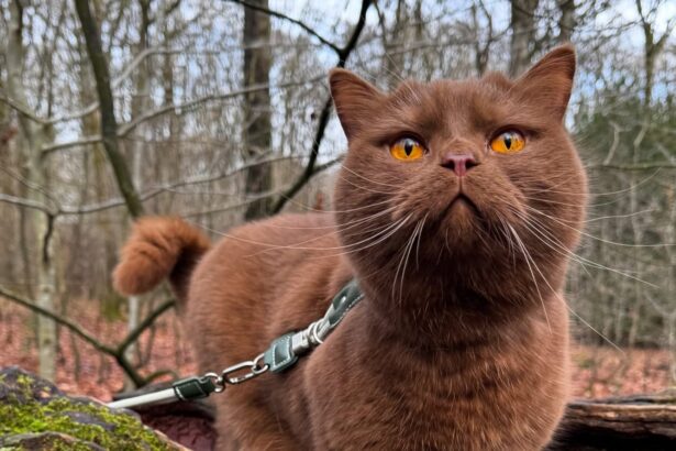British Shorthair cat Obi with striking orange eyes has gone from needing life-saving surgery to starring in TV adverts and a K-pop music video thanks to his Instagram fame.