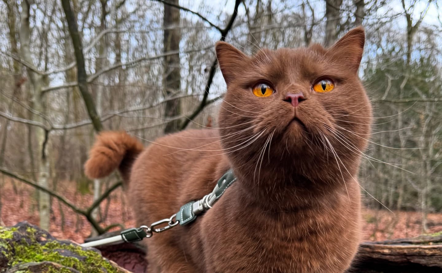 British Shorthair cat Obi with striking orange eyes has gone from needing life-saving surgery to starring in TV adverts and a K-pop music video thanks to his Instagram fame.